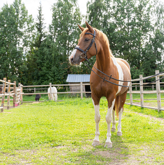 Hyvinvointialusta hevosalan ekosysteemille