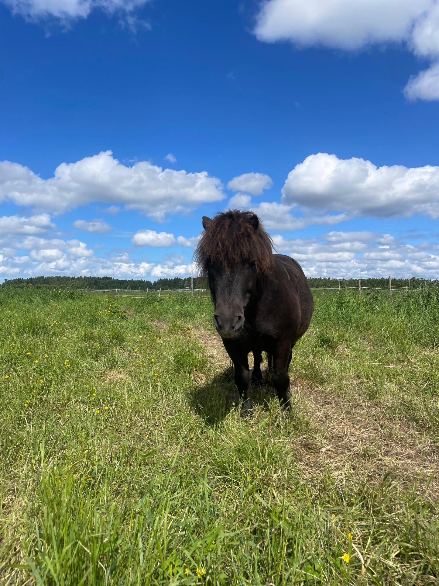 Poni-ja tallikoulu kokeilukerta 8.7.