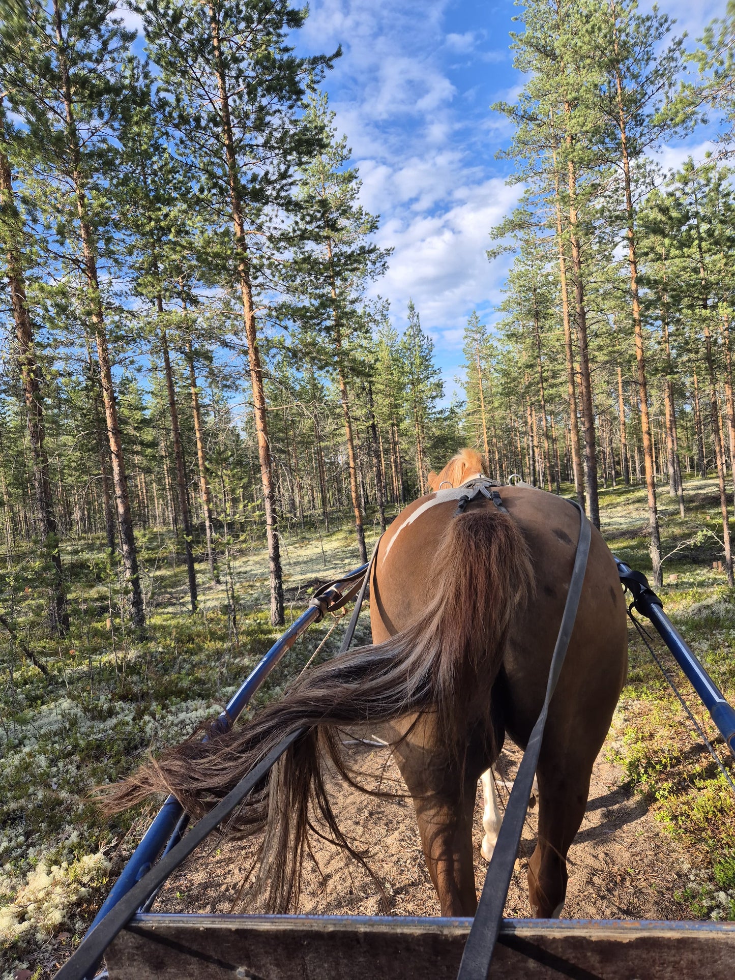 Elämysmatka hevoskärryillä Oulussa – Rentouttava kärryajelu kangasmaastoissa
