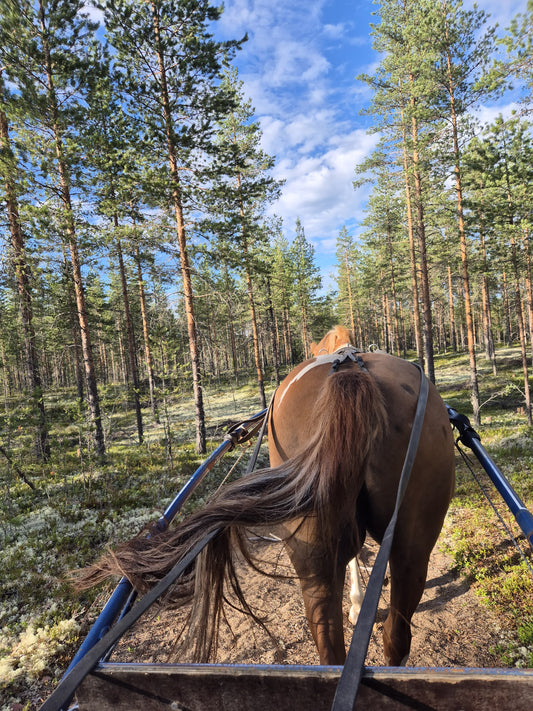 Elämysmatka hevoskärryillä Oulussa – Rentouttava kärryajelu kangasmaastoissa