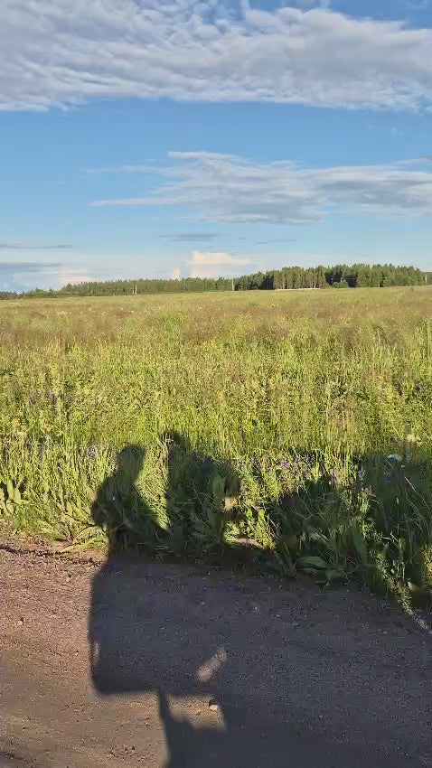 Elämysmatka hevoskärryillä Oulussa – Rentouttava kärryajelu kangasmaastoissa